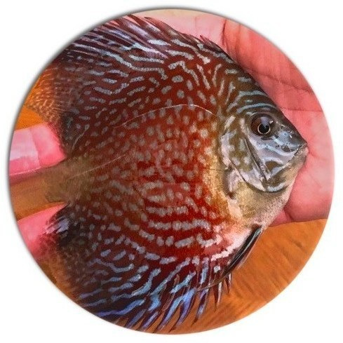 Ruby red pearl discus fish 5 inch